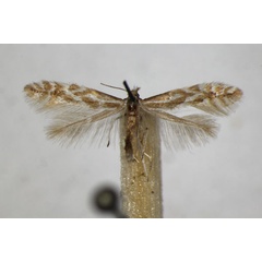 /filer/webapps/moths_gc/media/images/S/scopariella_Phyllonorycter_A_ZSM.jpg