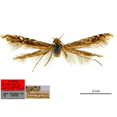 /filer/webapps/moths_gc/media/images/L/leucographa_Parectopa_HT_ANIC_kxIIq5E.jpg
