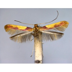 /filer/webapps/moths_gc/media/images/M/monspessulanella_Caloptilia_ST_EIHU.jpg