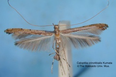 Caloptilia crinotibialis
