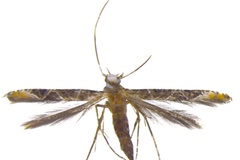 Conopomorpha sinensis
