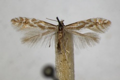Phyllonorycter scopariella