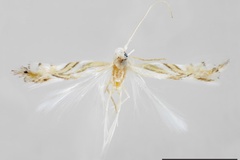 Phyllocnistis perseafolia