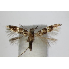 /filer/webapps/moths_gc/media/images/A/agilella_Phyllonorycter_A_ZSM_2.jpg