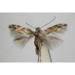 /filer/webapps/moths_gc/media/images/C/cerrutiella_Phyllonorycter_PT_ZSM.jpg