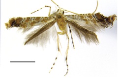Eumetriochroa hederae