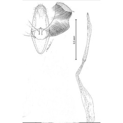 /filer/webapps/moths_gc/media/images/T/triadicae_Caloptilia_GM_Davis etal_2013_286.jpg