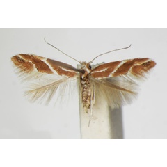 /filer/webapps/moths_gc/media/images/M/millierella_Phyllonorycter_A_ZSM_4.jpg