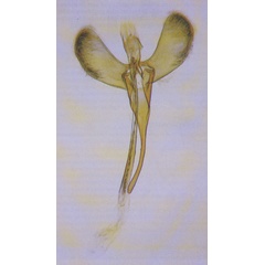 /filer/webapps/moths_gc/media/images/R/roseipennella_Caloptilia_GM_Prick-et-al_2018_176.jpg