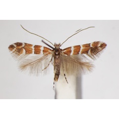 /filer/webapps/moths_gc/media/images/S/scabiosella_Phyllonorycter_A_ZSM_3.jpg