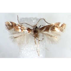 /filer/webapps/moths_gc/media/images/M/maererei_Phyllonorycter_HT_RMCA.jpg