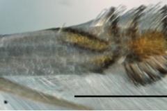 Phyllocnistis indistincta