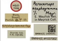 /filer/webapps/moths_gc/media/images/A/asaphogramma_Acrocercops_HT_1404541_BMNH_Labels.jpg