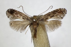 Parornix torquillella