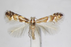 Phyllonorycter nipponicella