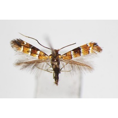 /filer/webapps/moths_gc/media/images/P/pulchra_Phyllonorycter_A_ZSM_2.jpg