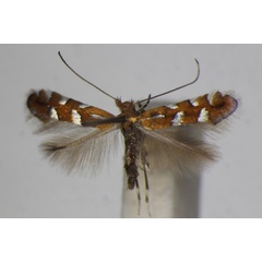 /filer/webapps/moths_gc/media/images/S/sublautella_Phyllonorycter_A_ZSM_3.jpg