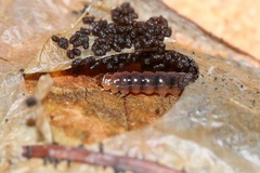 Cryptolectica capnodecta