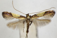 Caloptilia aceris