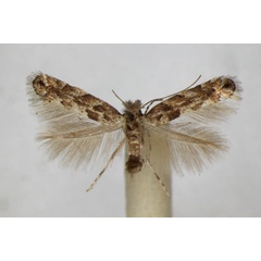 /filer/webapps/moths_gc/media/images/P/pastorella_Phyllonorycter_A_ZSM.jpg