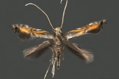 Phyllocnistis phoebus