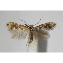 /filer/webapps/moths_gc/media/images/V/viminetorum_Phyllonorycter_ZSM_3.jpg