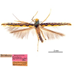 /filer/webapps/moths_gc/media/images/P/pyrochroma_Cuphodes_LT_ANIC.jpg