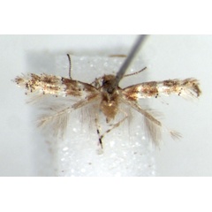 /filer/webapps/moths_gc/media/images/M/mida_Phyllonorycter_HT_RMCA.jpg