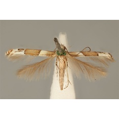 /filer/webapps/moths_gc/media/images/E/enchlamyda_Acrocercops_ST_ANIC31-087192_dorsal.jpg