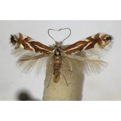 /filer/webapps/moths_gc/media/images/C/cerasicolella_mahalebella_Phyllonorycter_A_ZSM.jpg