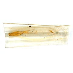 /filer/webapps/moths_gc/media/images/G/glochidia_Diphtheroptila_PT13_pupa_ANIC.jpg
