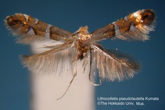 Phyllonorycter pseudolautella
