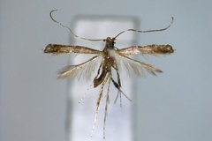 Deoptilia syrista