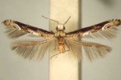 Conopomorpha chionosema