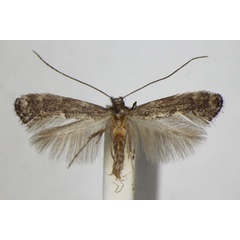 /filer/webapps/moths_gc/media/images/L/latifoliella_Metriochroa_A_4.jpg