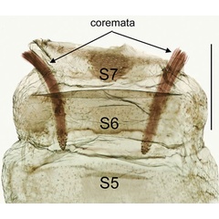 /filer/webapps/moths_gc/media/images/B/baranchikovi_Micrurapteryx_GM_TRB4428_PT_Kirichenko-et-al_2021_142.jpg