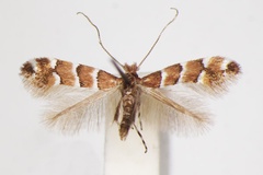 Phyllonorycter scabiosella