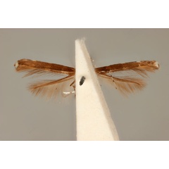 /filer/webapps/moths_gc/media/images/C/chionosema_Acrocercops_HT_ANIC31-087193_ventral.jpg