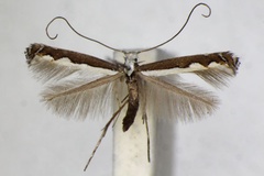 Dialectica scalariella