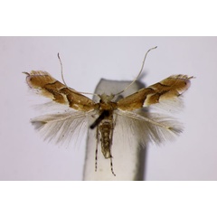 /filer/webapps/moths_gc/media/images/Q/quercus_Phyllonorycter_ST_BMNH.jpg
