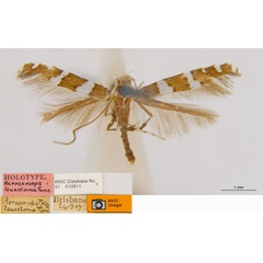 /filer/webapps/moths_gc/media/images/L/leucotoma_Acrocercops_HT_ANIC.jpg