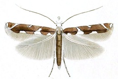 Acrocercops nitidula