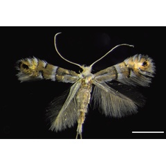 /filer/webapps/moths_gc/media/images/C/caraganella_Phyllonorycter_A_Kirichenko-et-al_2019_24.jpg