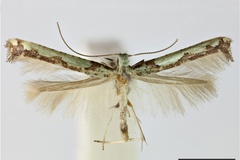 Caloptilia viridula