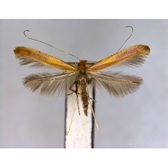 /filer/webapps/moths_gc/media/images/A/alni_Caloptilia_PT_EIHU.jpg