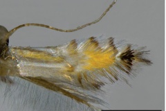 Phyllocnistis helios