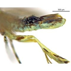 /filer/webapps/moths_gc/media/images/K/kuranda_Liocrobyla_PT1_abdomen_ANIC.jpg