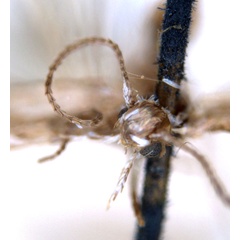 /filer/webapps/moths_gc/media/images/A/acares_Aristaea_ST5_head_ANIC_NWV4LOH.jpg