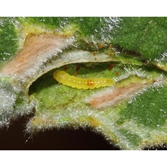 /filer/webapps/moths_gc/media/images/M/melhaniella_Cameraria_larva_Triberti-etal_2024_49.jpg
