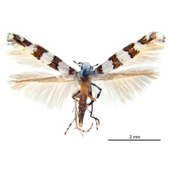 /filer/webapps/moths_gc/media/images/L/lambertiae_Gibbovalva_PT_De-Prins-etal_2025_270.jpg